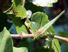 Conocephalus longipes
