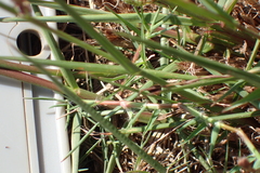 Paspalum orbiculare
