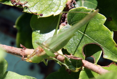 Conocephalus longipes