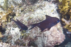 Pempheris multiradiata