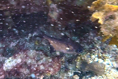 Pempheris multiradiata