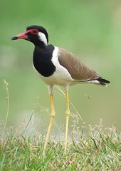 Vanellus indicus