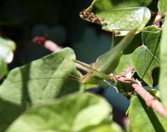 Conocephalus longipes