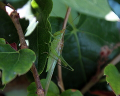Conocephalus longipes