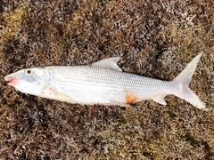 Albulidae