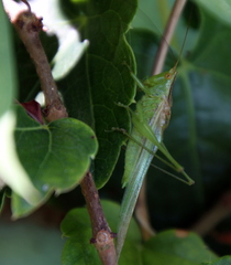 Conocephalus longipes