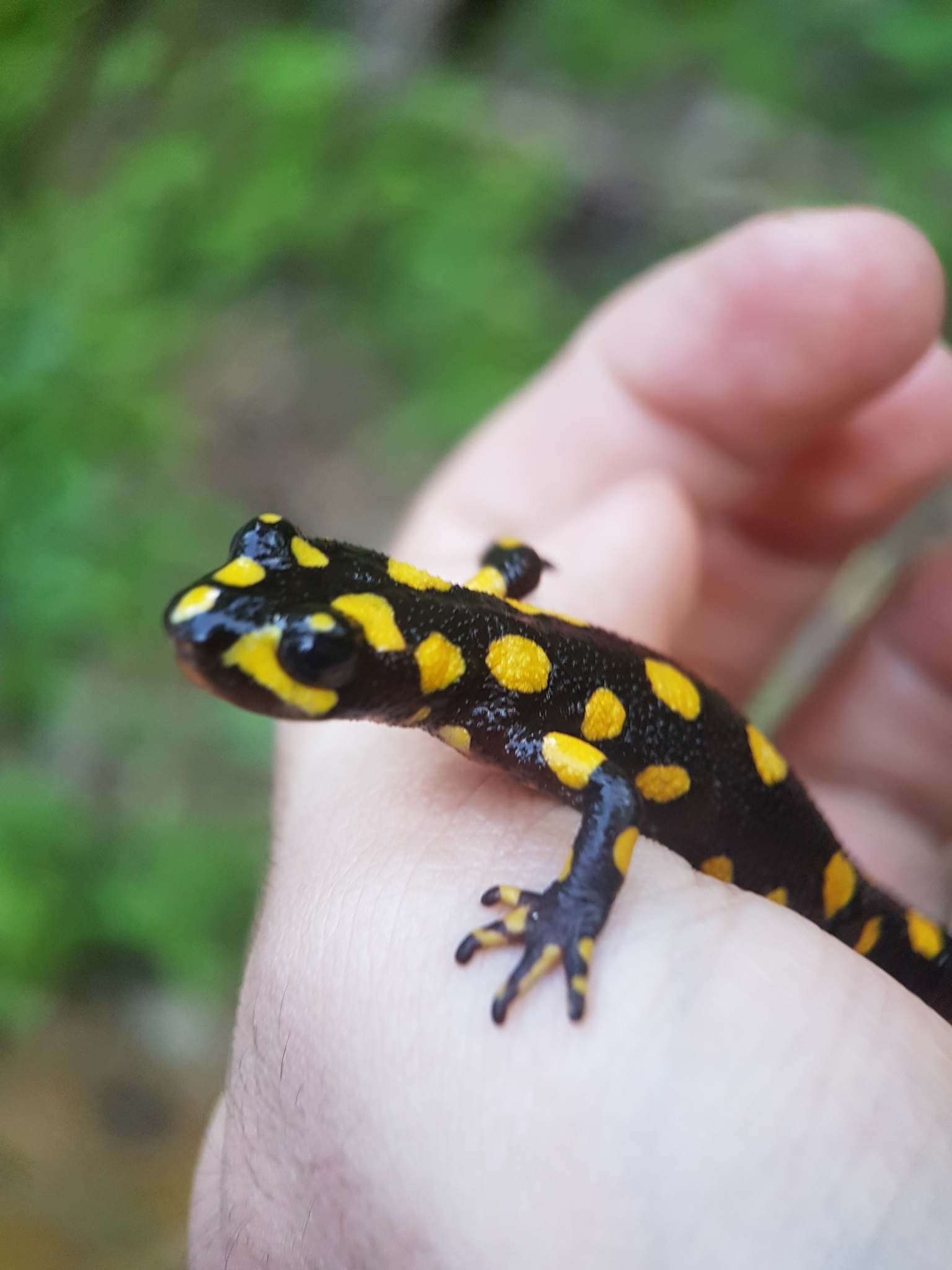 Neurergus munzurensis