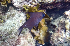 Pempheris multiradiata