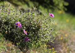 Cistus tauricus