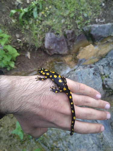 Kordestan Newt, Neurergus derjugini