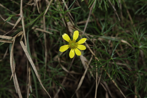 Image of Ranunculus inundatus by (c) Thomas Mesaglio, some rights reserved (CC BY)