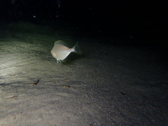 Parequula melbournensis