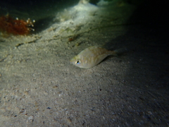 Parequula melbournensis