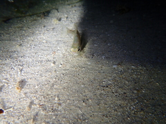 Parequula melbournensis