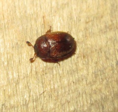 Pocadius