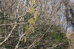Stachyurus praecox