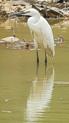 Egretta garzetta