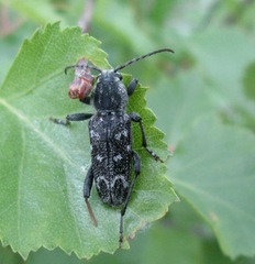Xylotrechus rusticus