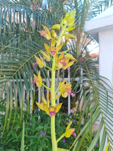 Eulophia alta image