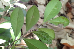Diospyros ferrea