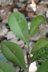 Diospyros ferrea