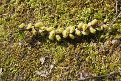 Stachyurus praecox