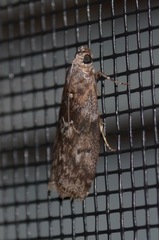Sciota subcaesiella