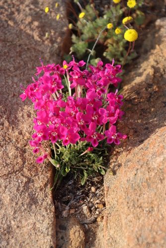 Image of Lapeirousia silenoides by (c) Tony Rebelo, some rights reserved (CC BY-SA)