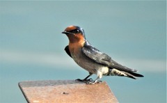 Hirundo tahitica