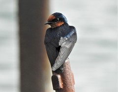 Hirundo tahitica