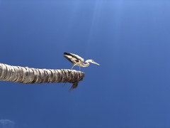 Ardea herodias occidentalis × wardi