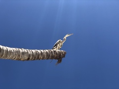 Ardea herodias occidentalis × wardi