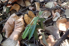 Diospyros blancoi