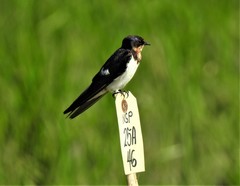 Hirundo rustica