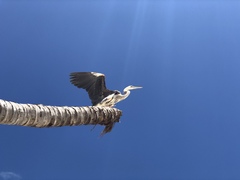Ardea herodias occidentalis × wardi