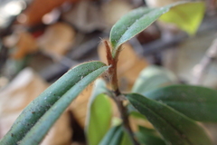 Diospyros blancoi