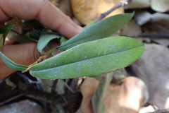 Diospyros blancoi