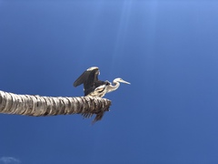 Ardea herodias occidentalis × wardi