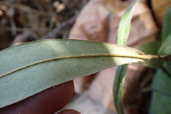 Diospyros blancoi