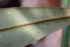 Diospyros blancoi
