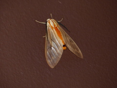 Amastus aconia