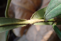 Diospyros blancoi