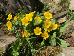 Geum reptans