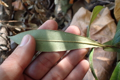 Diospyros blancoi
