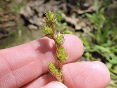 Carex tetrastachya