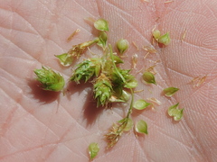 Carex tetrastachya