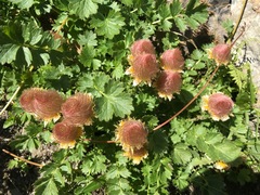 Geum reptans