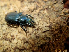 Platycerus caprea