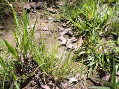 Carex tetrastachya