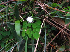 Thalictrum urbainii
